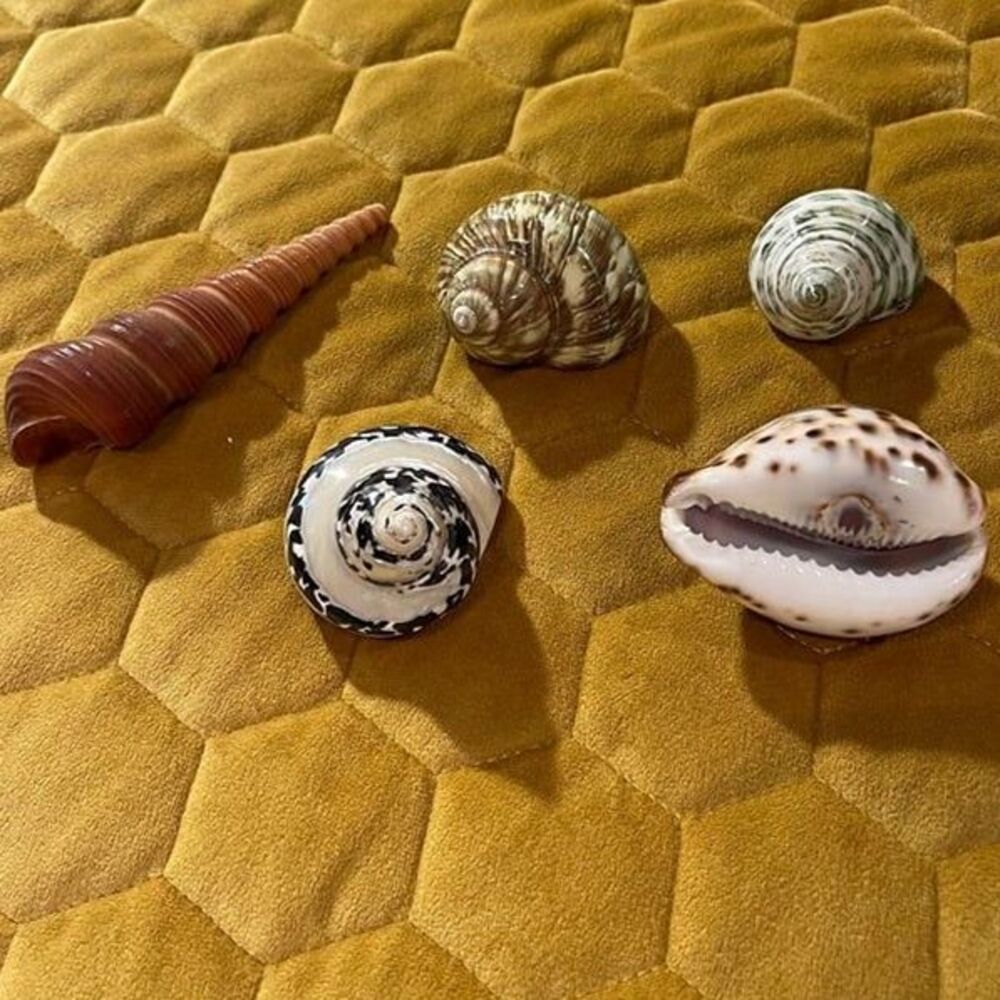 seashells(5)